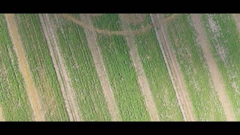 Crop circle de presque quatre mois, Avebury, Wiltshire