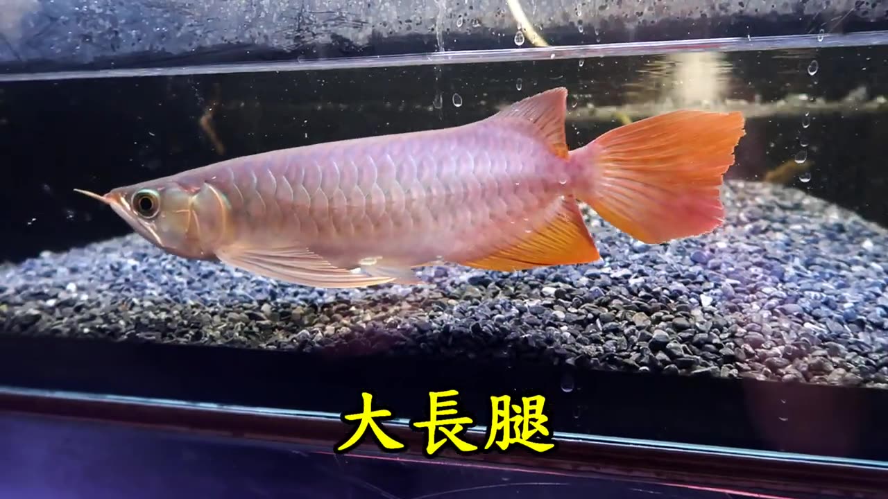 【龍爵士】 機場 入缸花絮