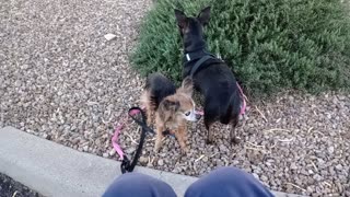 Villanova Paco afternoon doggie walk to midway rest area _20251208_170312742