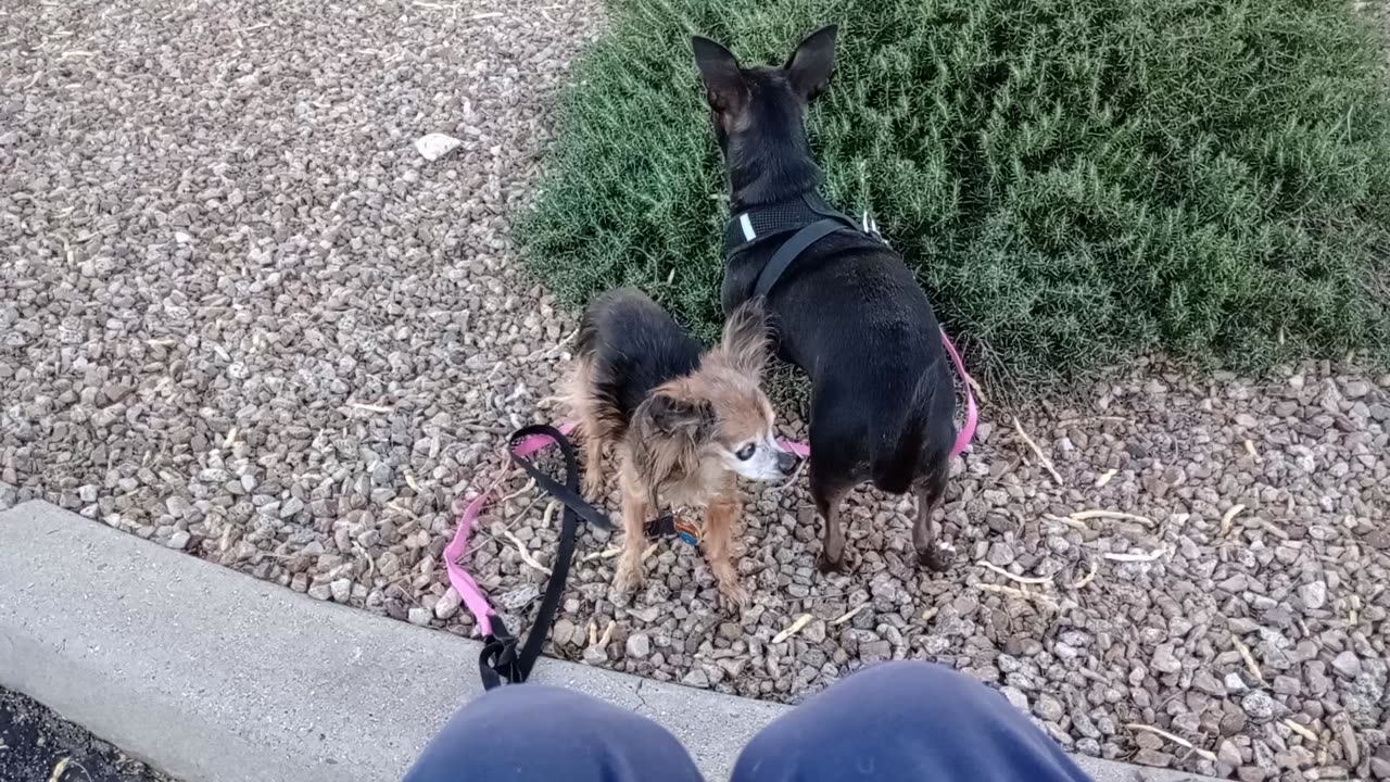 Villanova Paco afternoon doggie walk to midway rest area _20251208_170312742