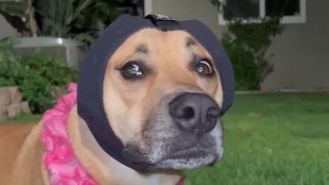 Anxious Pup 4th of July Ear Protection