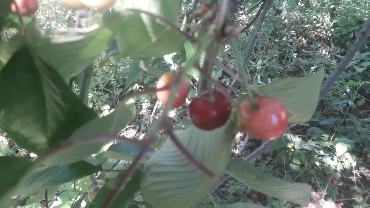 Cherries in the garden