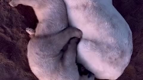 Polar bear mama and cubs