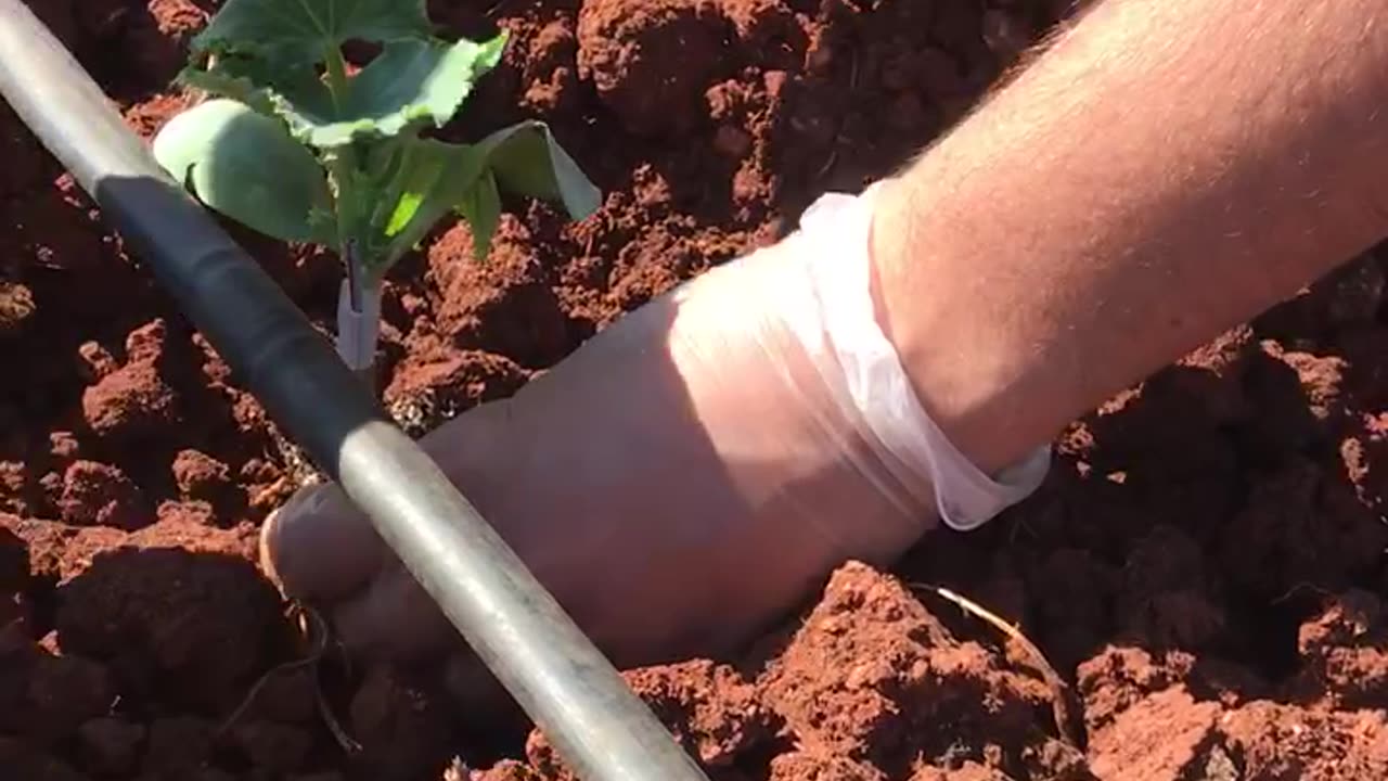 How to plant vegetable seedlings?