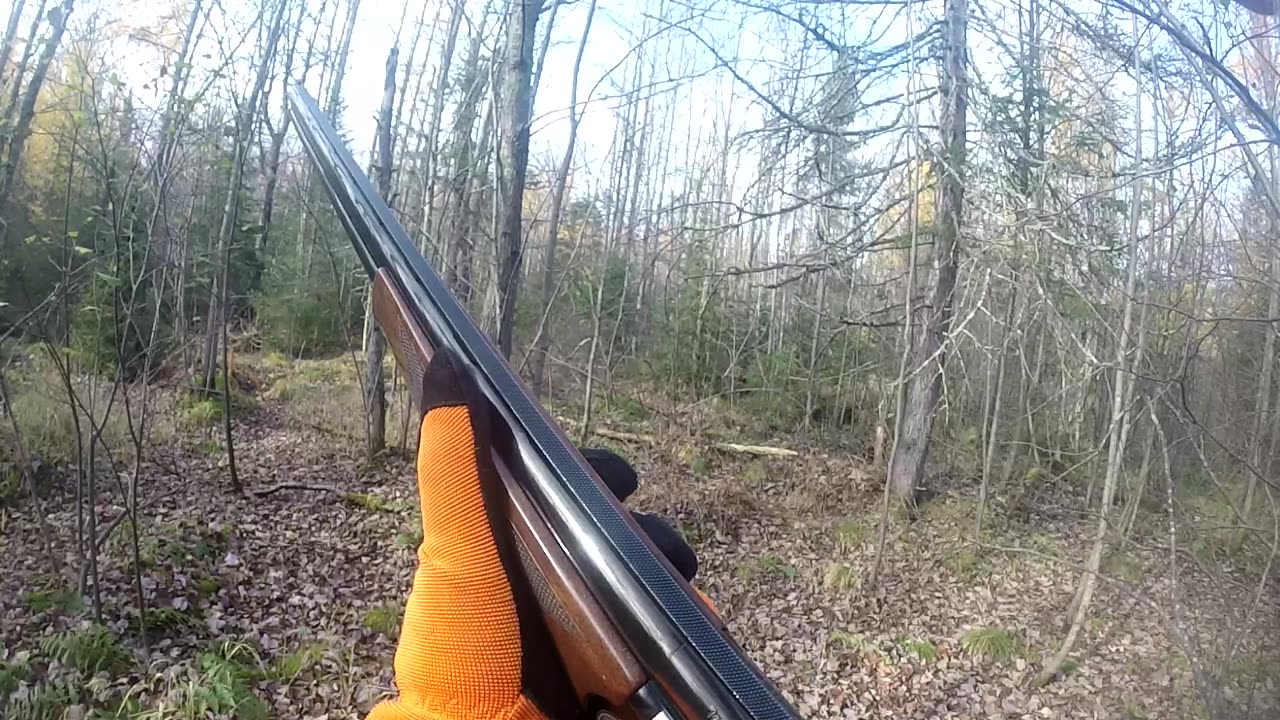 Shooting up the Grouse Woods