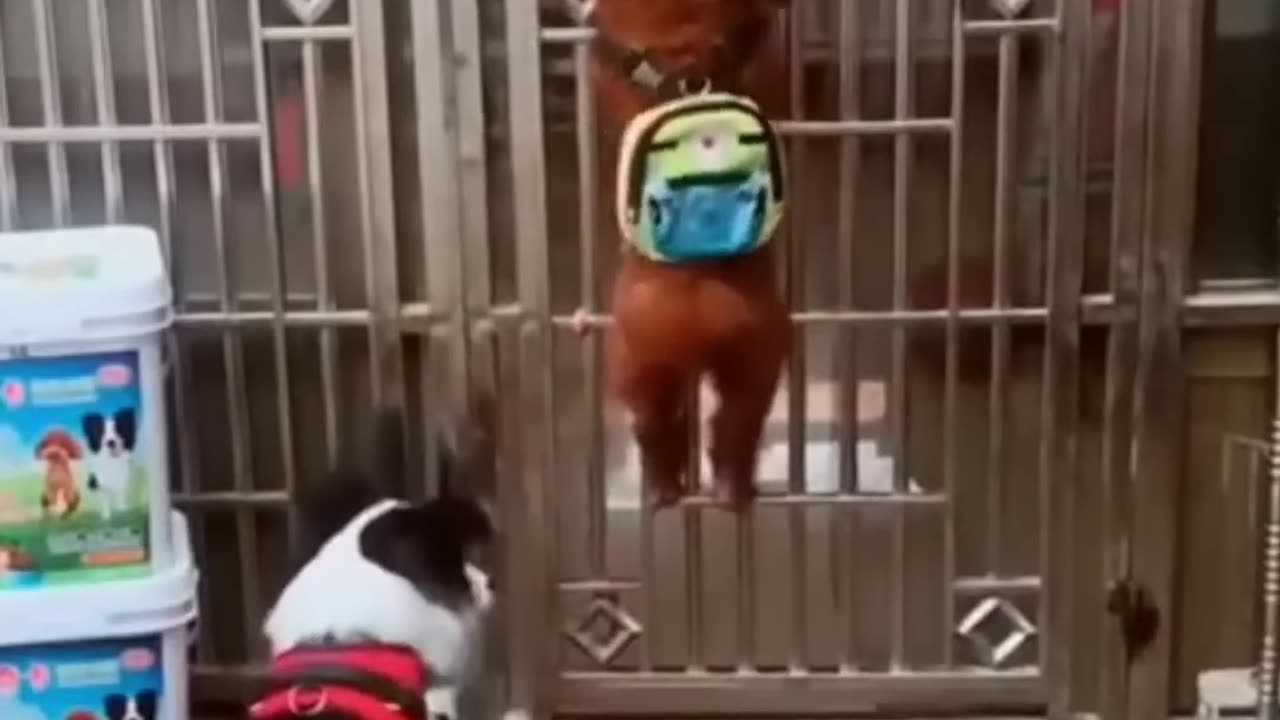 Funny dogs