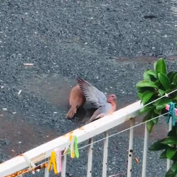 Most polite bird of all time, chivalry isn't dead, what a gentleman