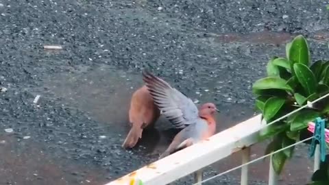 Most polite bird of all time, chivalry isn't dead, what a gentleman