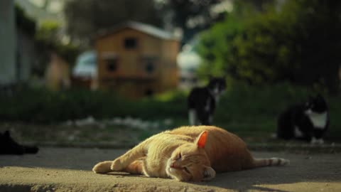 Adorable kitten animal animal play- 4K Video