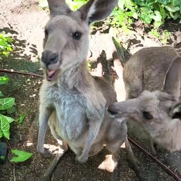 Australian kangaroo 🦘