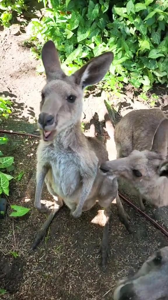 Australian kangaroo 🦘