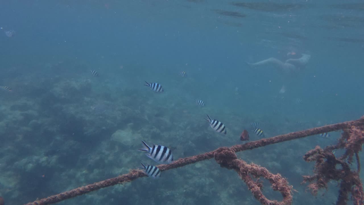 🇵🇭🇵🇭🇵🇭 What I Saw Underwater BLEW MY MIND – Philippines Dive & Snorkel 🇵🇭🇵🇭🇵🇭