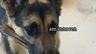 She found her emotional support stick