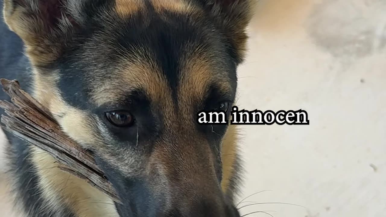 She found her emotional support stick