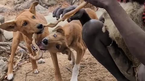 Hadzabe tribe Enjoy Meat with their pets..Hadzabe Tribe Hunting Tradition I Real African Bush Life