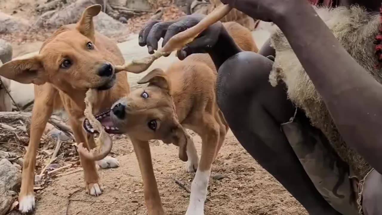 Hadzabe tribe Enjoy Meat with their pets..Hadzabe Tribe Hunting Tradition I Real African Bush Life