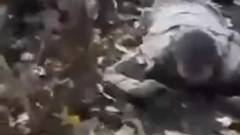 Our stormtroopers captured another group of Kyiv regime militants