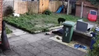 😂🍽️ Trashbin Bonk! | FunFM