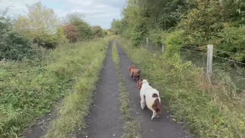 22/08/25 5mile trail run with molly and willow