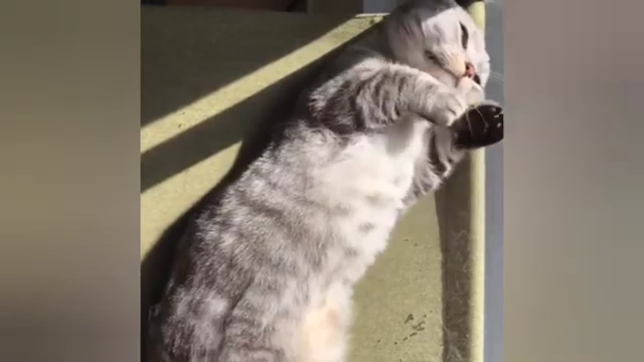 Feline Grace: The Irresistible Charm of Cats & Kittens