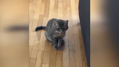 Funny#videos#cats##2025