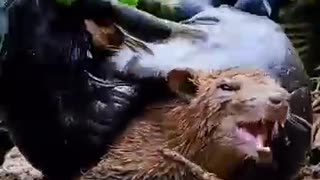 Viral: Wild animal stuck with giant snail — rescue team rushes in #animalrescue