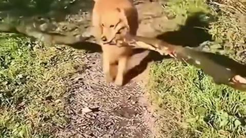 Funny animals Videos