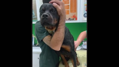 Animals Reacting to Their Humans in the Funniest Ways! 🐾❤️