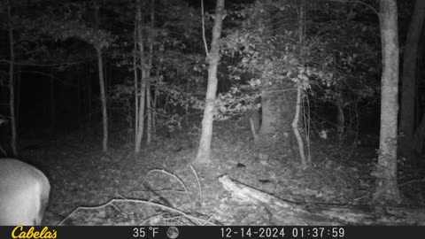 deer