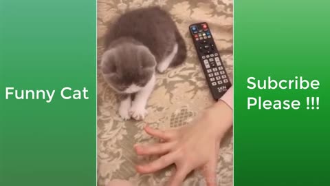 Cats in Action: Agile and Amazing!