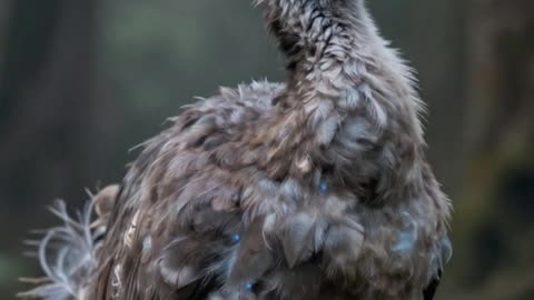 Le DODO n'a pas disparu par accident