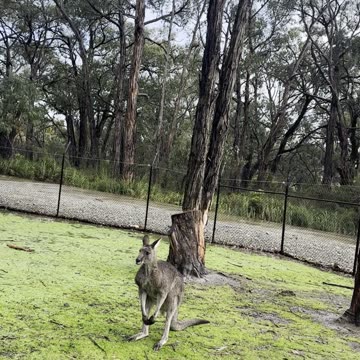 Australian kangaroos 🦘