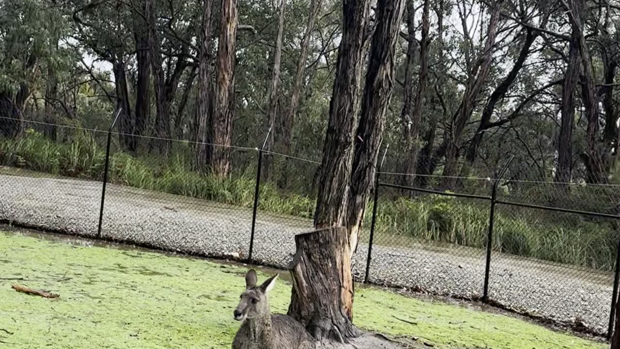 Australian kangaroos 🦘