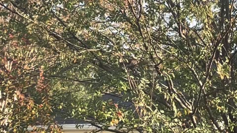 Blasian Babies Family Garden Squirrels Wake Up To A Glorious Sunny Christmas Day, Part 1