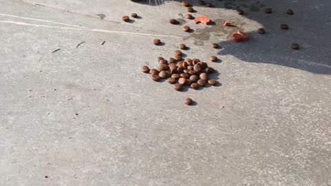 Feeding a street cat in a park in Delhi