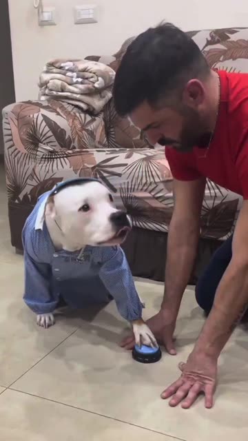 This dog is an observational learner. After a few pushes,