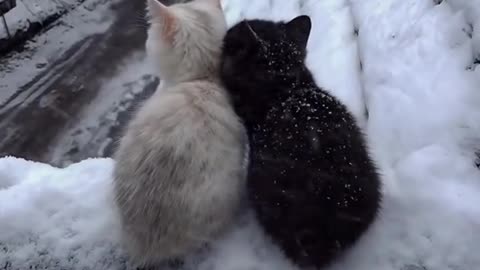 Cat in winter