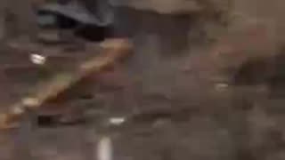 What Remains of Russian Lines Near Vovchansk