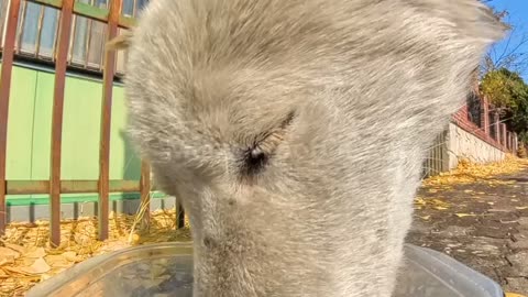 A scruffy, gentle pup enjoys his meal