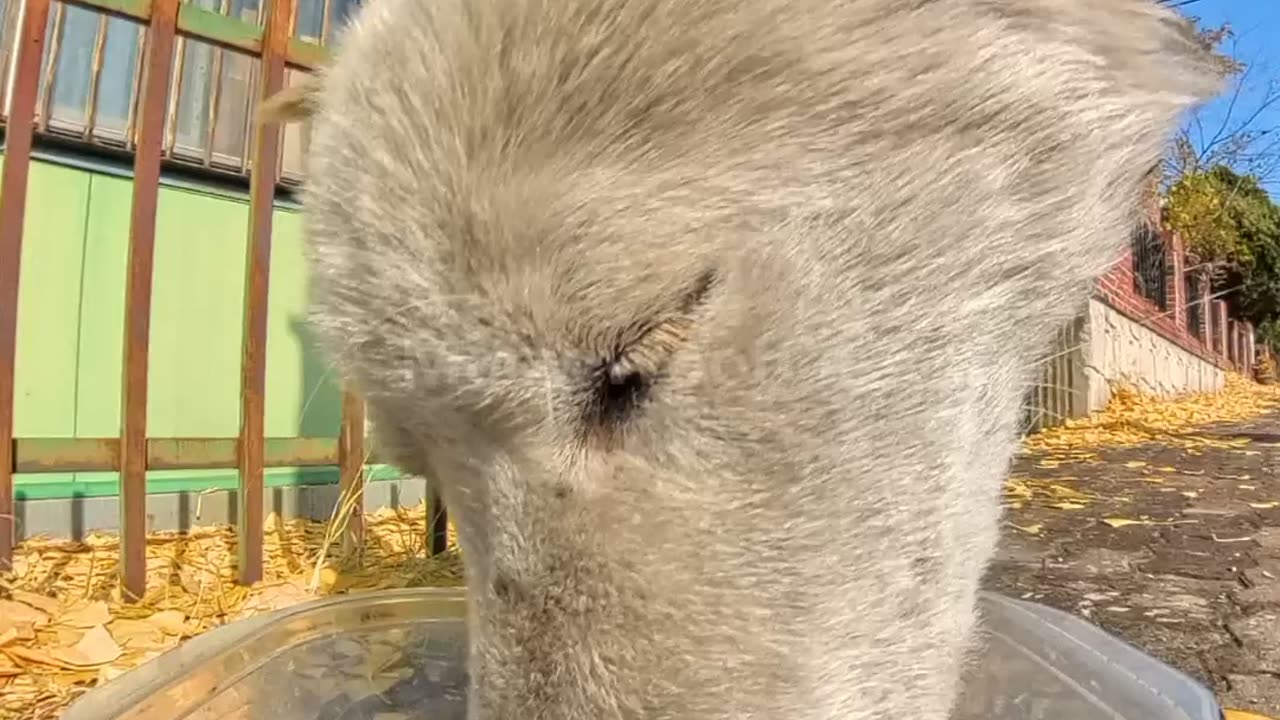 A scruffy, gentle pup enjoys his meal