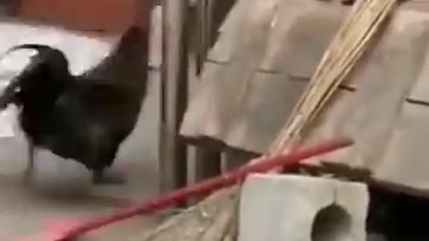 Funny animals