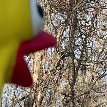 Squirrel Argues With A Rubber Chicken