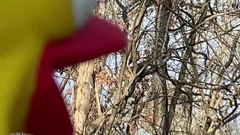 Squirrel Argues With A Rubber Chicken