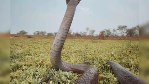 Sound of King Cobra snack