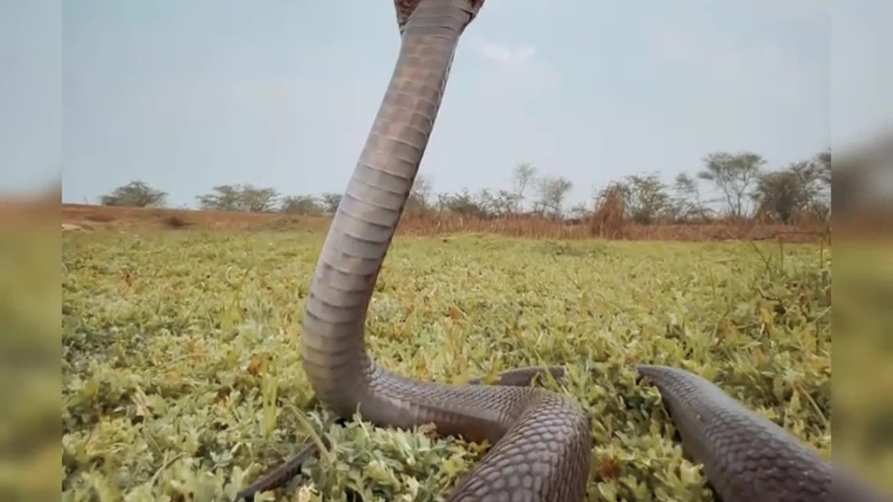 Sound of King Cobra snack