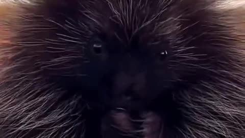 Baby porcupine.. 😊