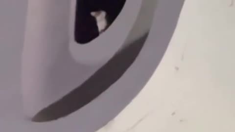 🤯🐱 Cat Spotted Sitting on Top of Bolivia’s 132-ft Statue! | FeedMyCuriosity