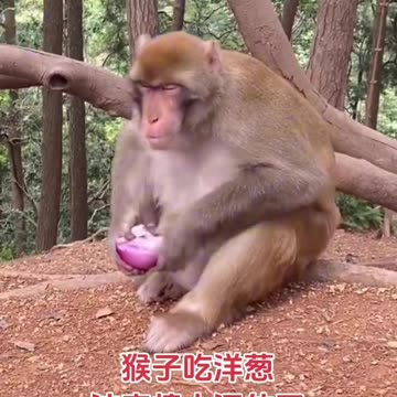 The monkey is in a tight position, funny video 2025 skc.com 124