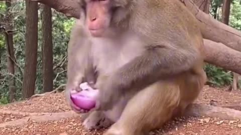 The monkey is in a tight position, funny video 2025 skc.com 124