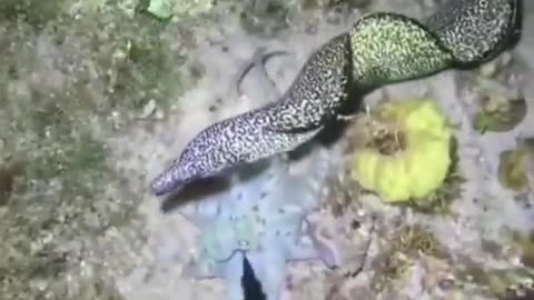 😮🦑 Octopus Uses All Defense Tricks To Escape! | FeedMyCuriosity